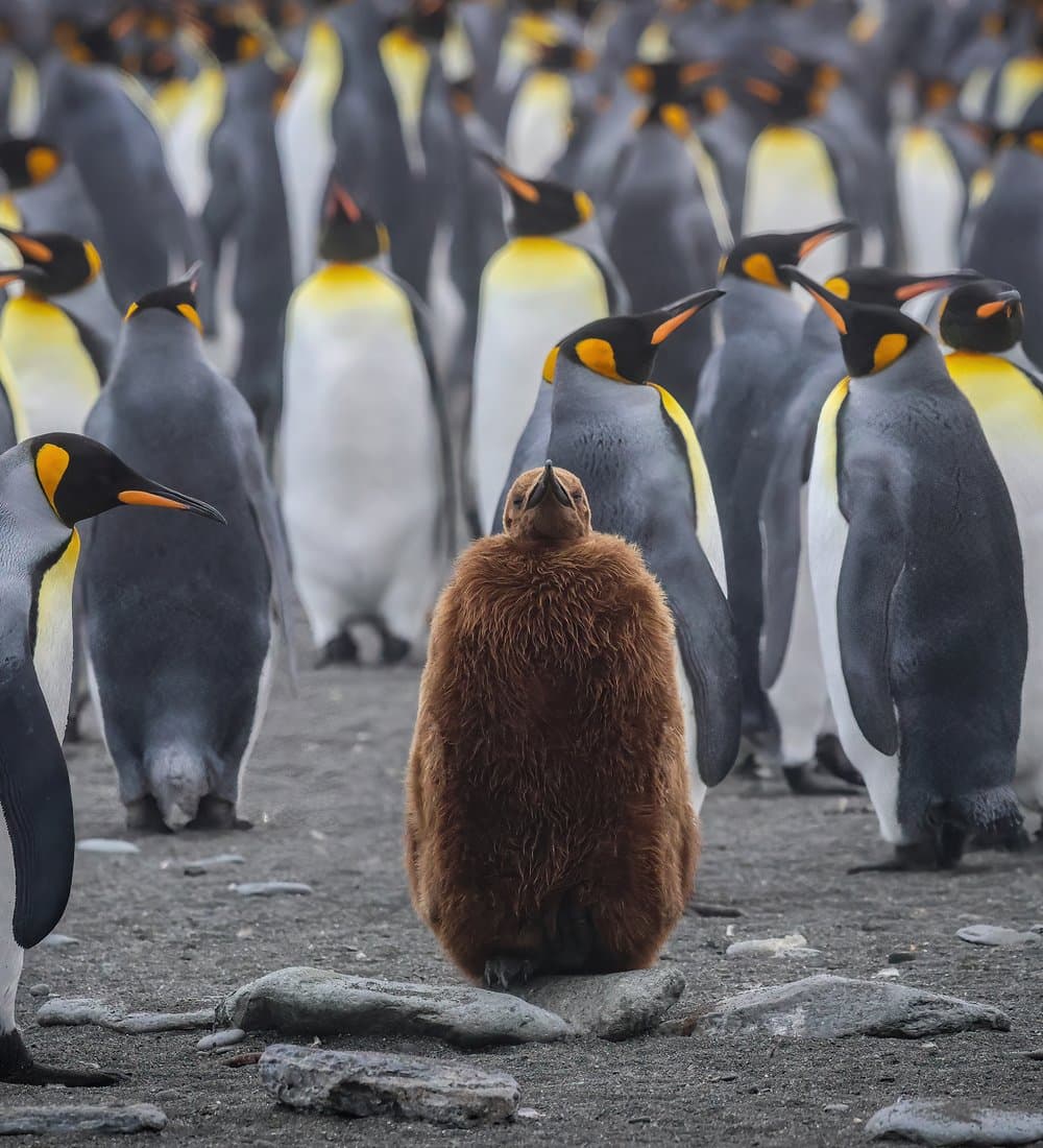 A young king penguin chick standing among the adult colony