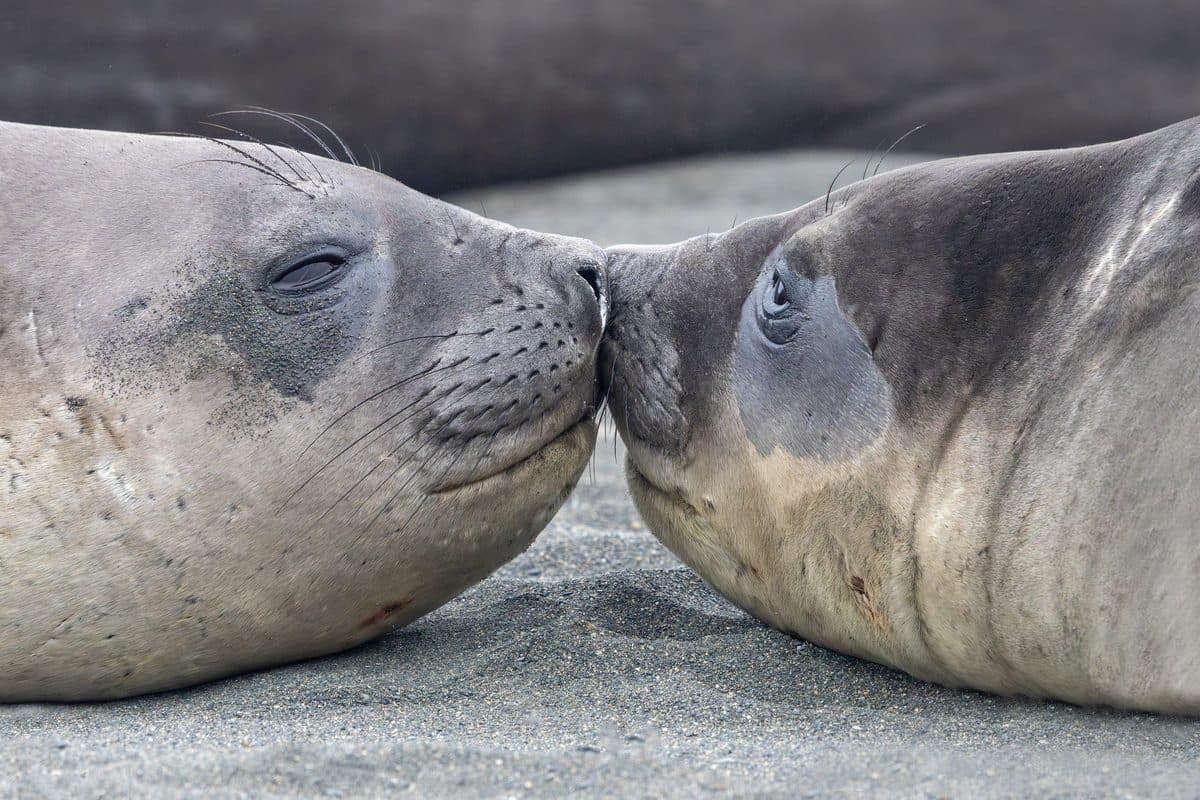 Two elephant seals touching noses on the shore