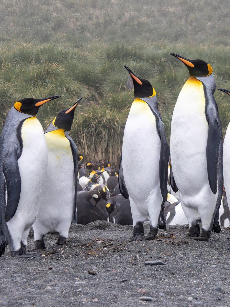 Five king penguins lined up on a sandy beach