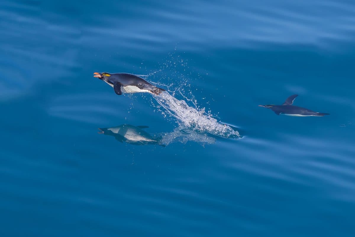 A pair of macaroni penguins with their golden crests