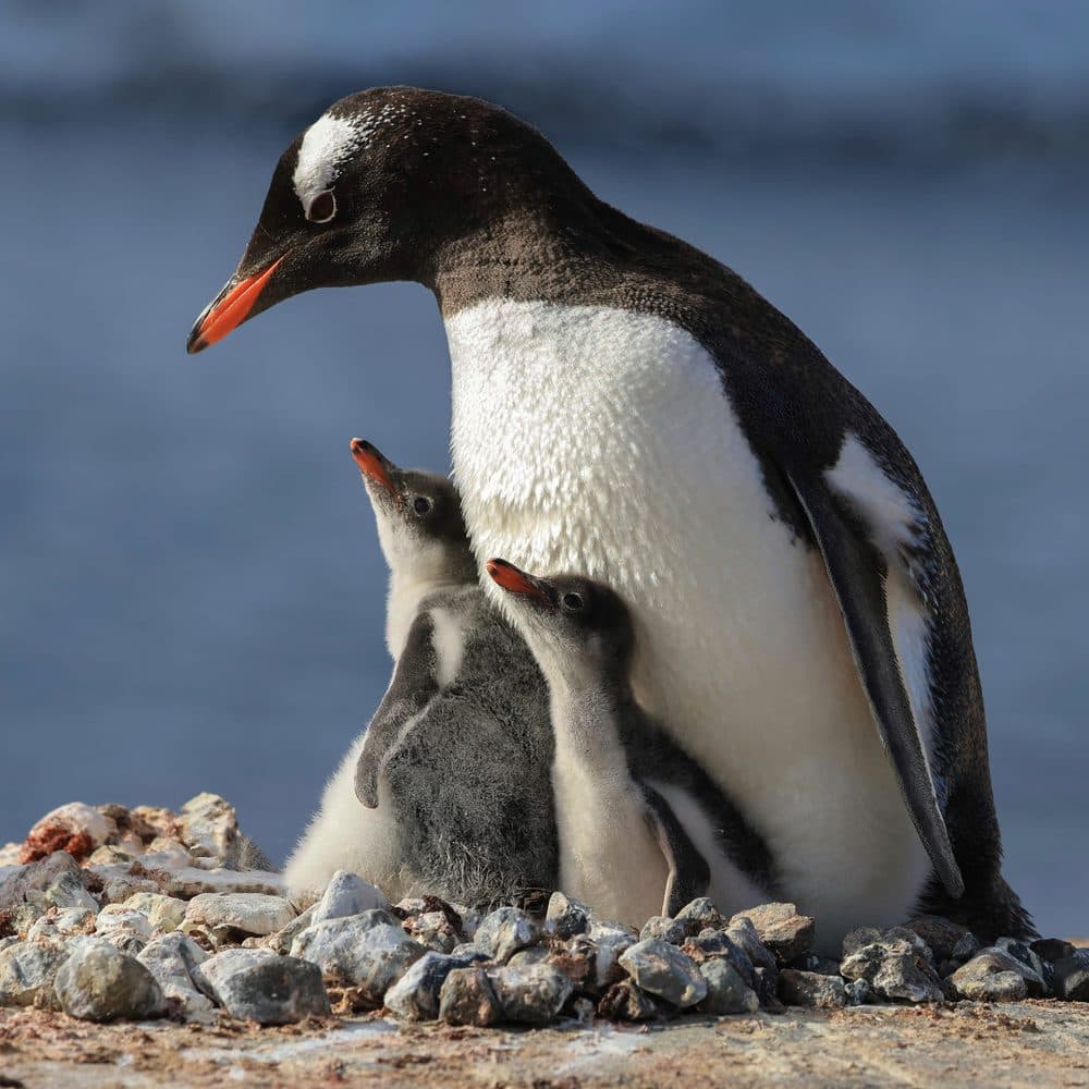A gentoo penguin with two fluffy chicks