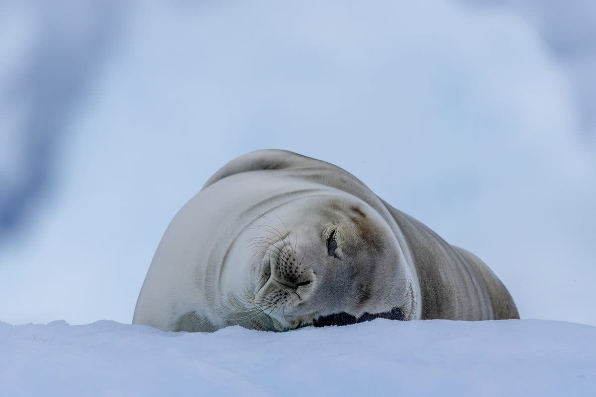 A crabeater seal sleeping on a drifting ice floe