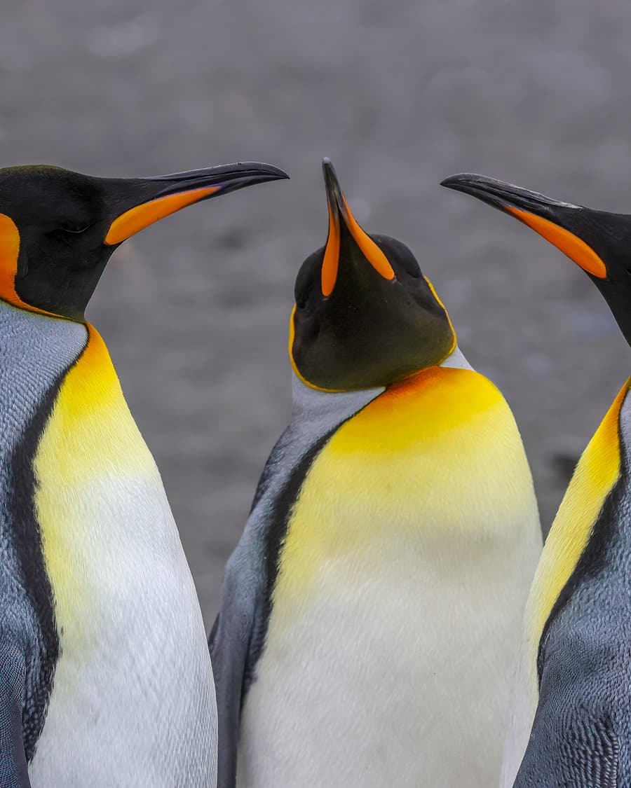 Three king penguins together on South Georgia